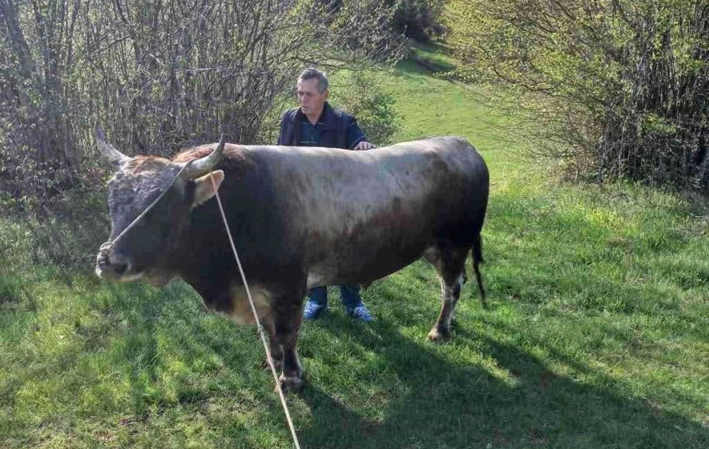 Bik pregazio ženu kod Križevaca, umrla u bolnici